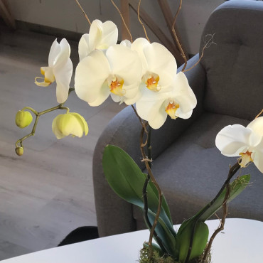Orchidée blanche à 2 tiges dans un pot élégant en céramique noire. Des Lys & Délices, Sion