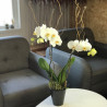 Orchidée blanche à 2 tiges dans un pot élégant en céramique noire. Des Lys & Délices, Sion