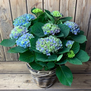 Hortensia bleu dans un beau panier, Des Lys & Délices, Sion