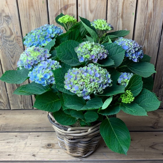 Hortensia bleu dans un beau panier, Des Lys & Délices, Sion Hortensia bleu dans un beau panier, Des Lys & Délices, Sion