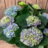 Hortensia bleu dans un beau panier, Des Lys & Délices, Sion