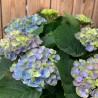 Hortensia bleu dans un beau panier, Des Lys & Délices, Sion
