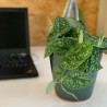 Plante dépolluante dans un pot élégant en céramique émaillée verte. Des Lys & Délices, Sion