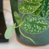 Plante dépolluante dans un pot élégant en céramique émaillée verte. Des Lys & Délices, Sion