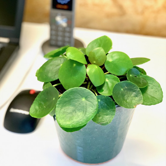Plante pilea dans un pot élégant en céramique émaillée verte. Des Lys & Délices, Sion Plante pilea dans un pot élégant en céramique émaillée verte. Des Lys & Délices, Sion